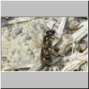 Lasioglossum pauxillum - Furchenbiene w03c 6mm - OS-Hasbergen-Lehmhuegel det.jpg